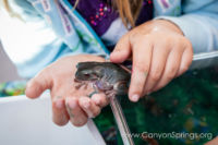 Our Kids (and some adults ;) enjoyed the animals brought in by The Lizard Wizard. https://canyonsprings.org Our Kids (and some adults ;) enjoyed the animals brought in by The Lizard Wizard. https://canyonsprings.org